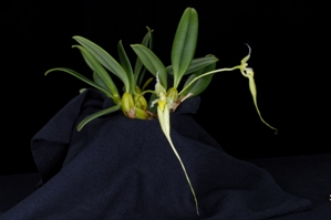 Bulbophyllum fascinator var. alba Green Dragon CHM/AOS 82 pts. Plant